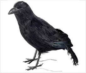 Big Black Raven - Standing