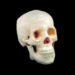 Skull 2 Part 1st Quality