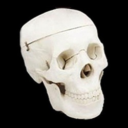 Skull 3 Part Budget 4th Class