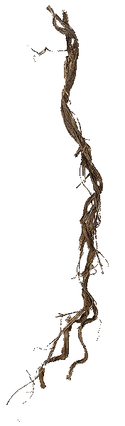 Twig Jungle Vine Plastic 5.5'