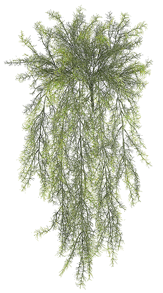 Sprengerii Bush Plastic 30" x 14"