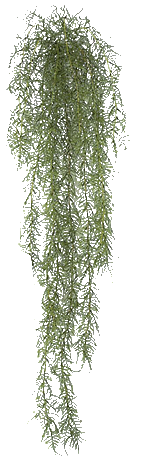 Hanging Asparagus Fern Bush - 5' Plastic