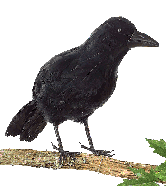 Big Ass Raven - Standing