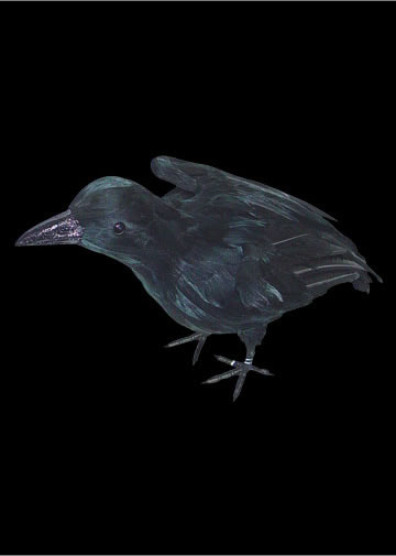 Big Black Raven - Wings Back