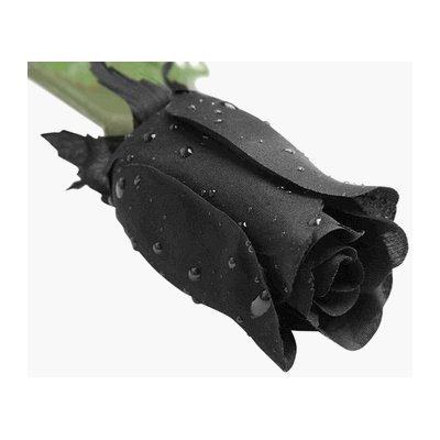 BLACK ROSES With DEW