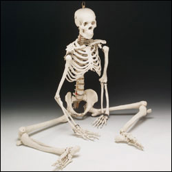 Skeleton - Bucky 4th Class