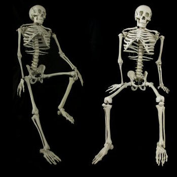 Skeleton - Budget Bart 4th quality