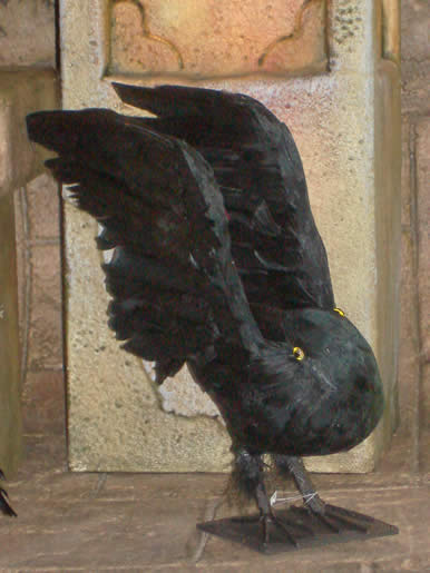 Big Black Raven - Head Up