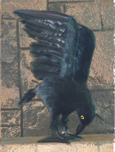 Big Ass Raven - Posable Wings