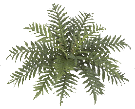Hare's Foot Fern - 13" stemmed