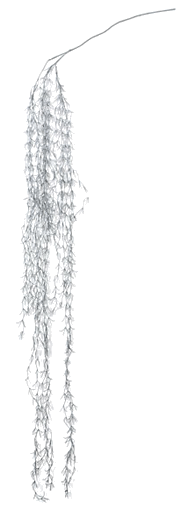 Spanish Moss - hanging 62"