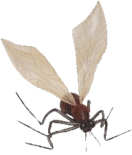 Insects