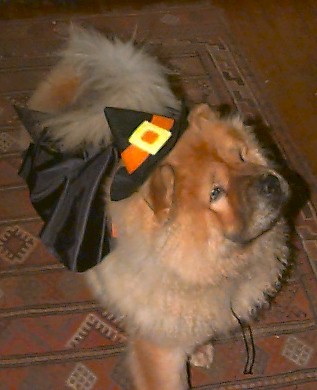 Look out, its a she dog witch !