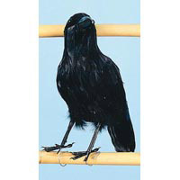 Big Black raven